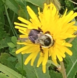 Meet your Posher, Tina-marie